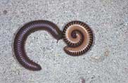 MILLIPEDES