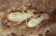 TERMITES