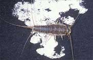 SILVERFISH